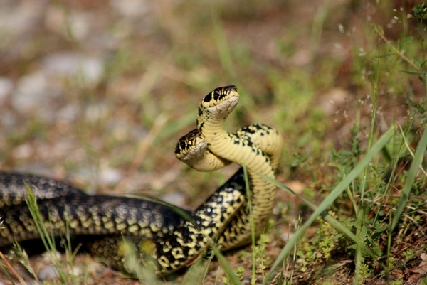 Lotta tra Coluber viridiflavus - Hierophis viridiflavus